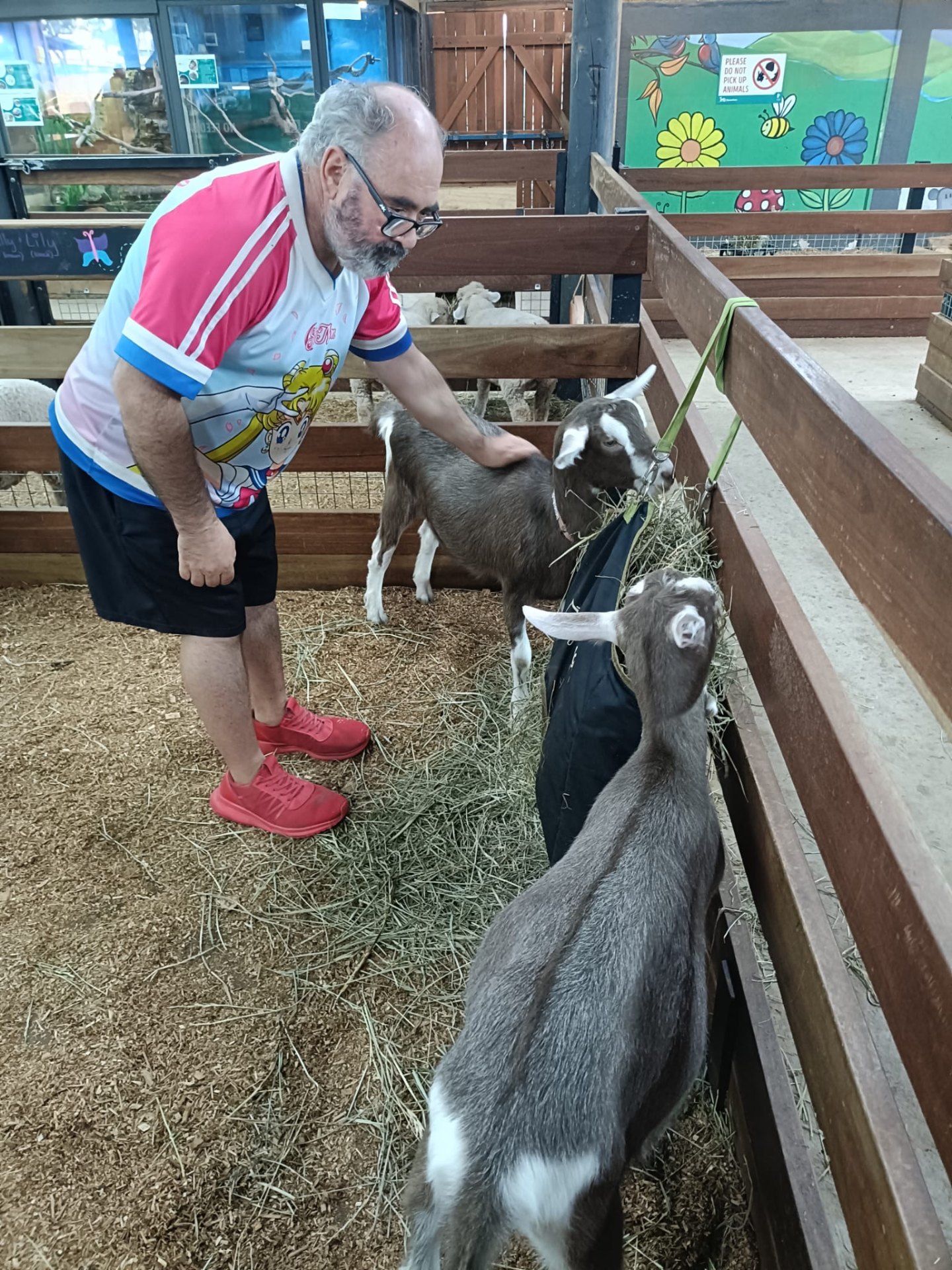 Petting zoo with goats